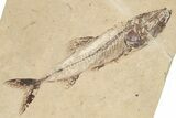 8.5" Cretaceous Fish (Spaniodon) With Pos/Neg - Hjoula, Lebanon - #202167-3